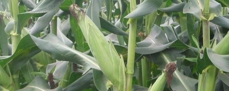 冀农321玉米品种简介，注意防治病虫害