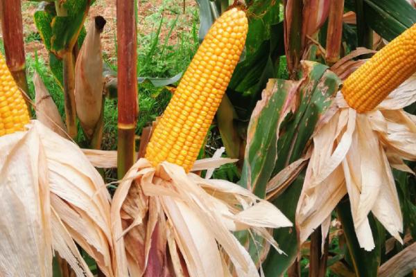 国欣171玉米种子特点，适宜播期为6月上中旬