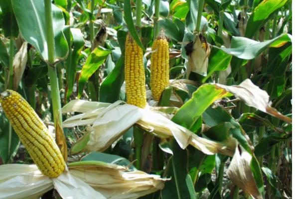 永协196玉米种子特征特性，喇叭口期注意防治玉米螟