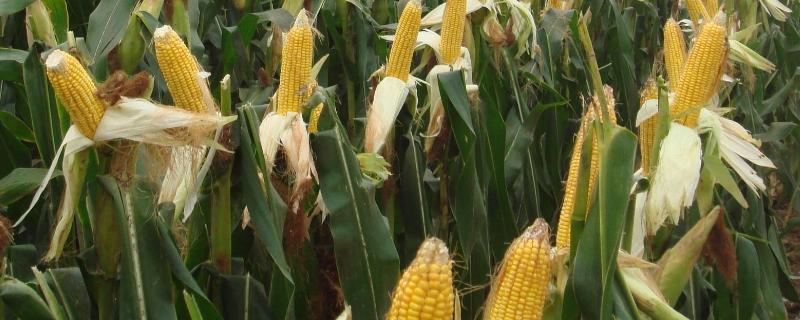 兰德玉13玉米品种简介，适宜密度为4500株/亩左右