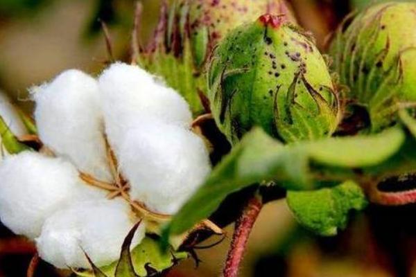 冀农大23号棉花种简介，一般年份二代棉铃虫不需防治