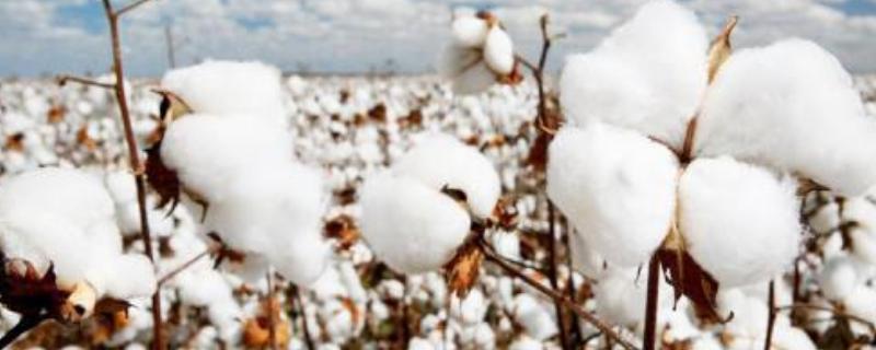 国欣棉30棉花种子简介，一般年份二代棉铃虫不需防治