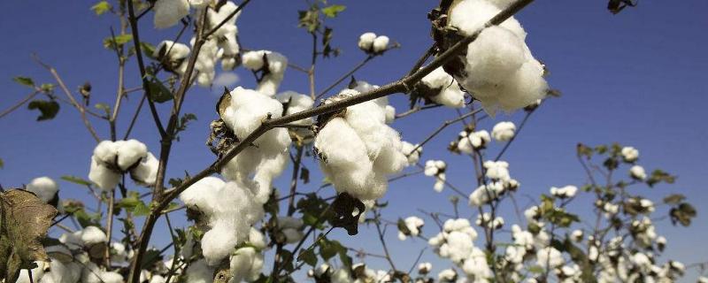 国欣棉27棉花种子特点，大发生年份应及时防治