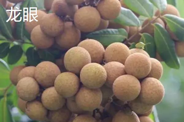广东中山有什么特色水果，包括龙眼、三月红荔枝等品种