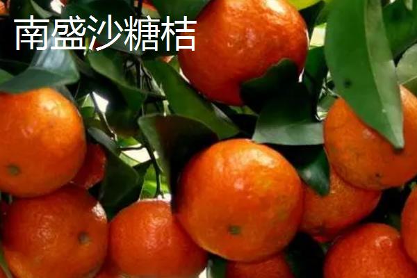 广东中山有什么特色水果，包括龙眼、三月红荔枝等品种