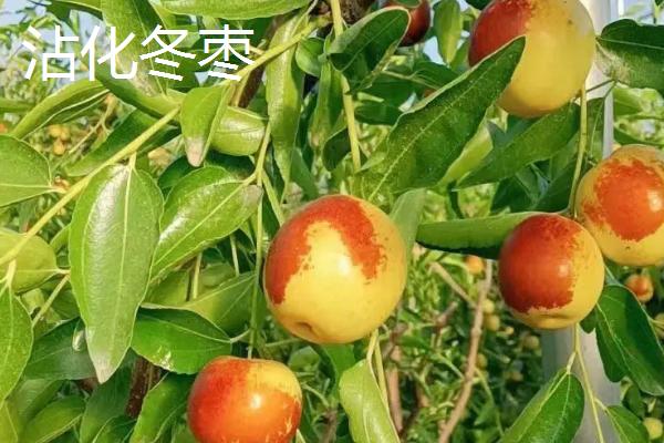 山东滨州的特产，有沾化冬枣、阳信鸭梨、无棣金丝小枣等