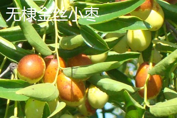 山东滨州的特产，有沾化冬枣、阳信鸭梨、无棣金丝小枣等