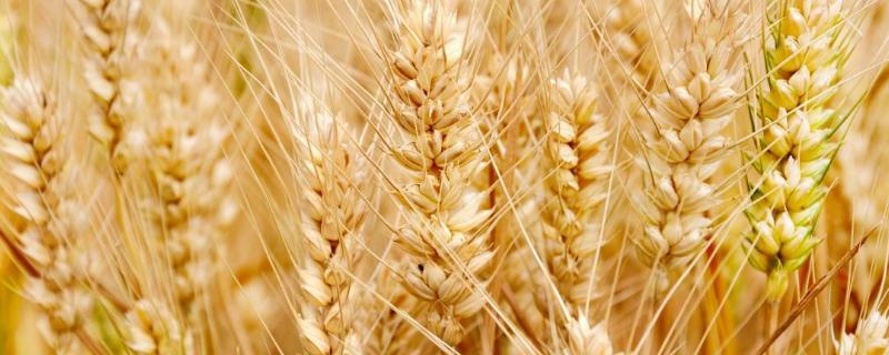 喜丰58小麦品种简介，10月12日以后播种