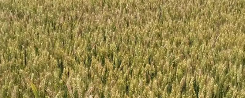 婴泊700小麦种子特征特性，足墒播种