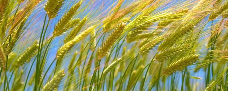 弘麦15-1小麦种子特点，足墒播种