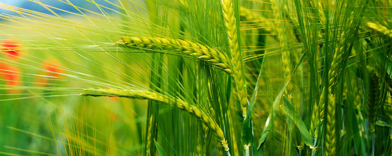 泰田麦118小麦种简介，小麦抽穗后及时防治麦蚜