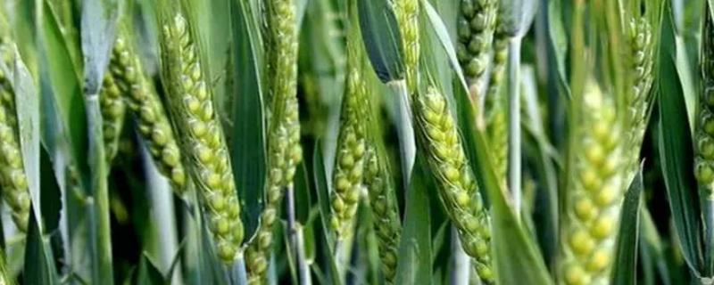 邯麦24小麦种子简介，该品种属半冬性中熟品种