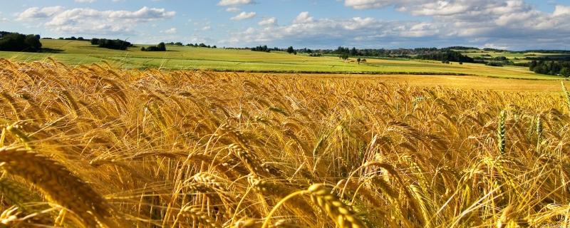 皇斤麦7小麦品种的特性，该品种属半冬性中熟品种