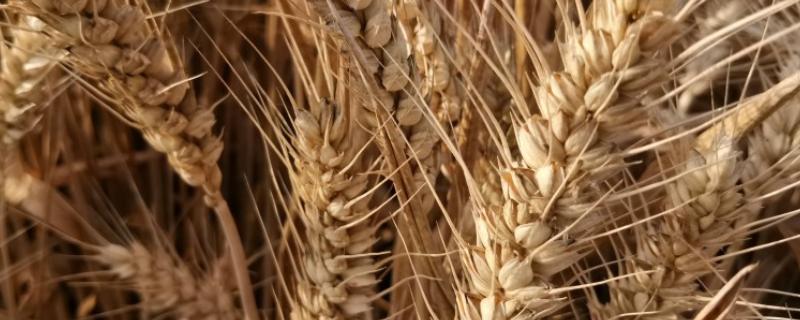 鲁原118小麦品种简介，足墒播种