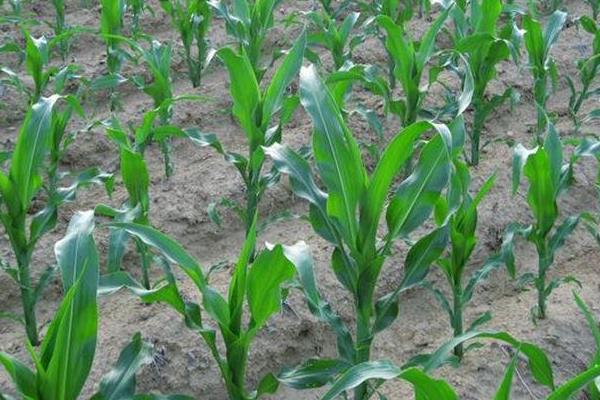 晋糯28玉米种子介绍，适宜播期4月下旬至6月中旬