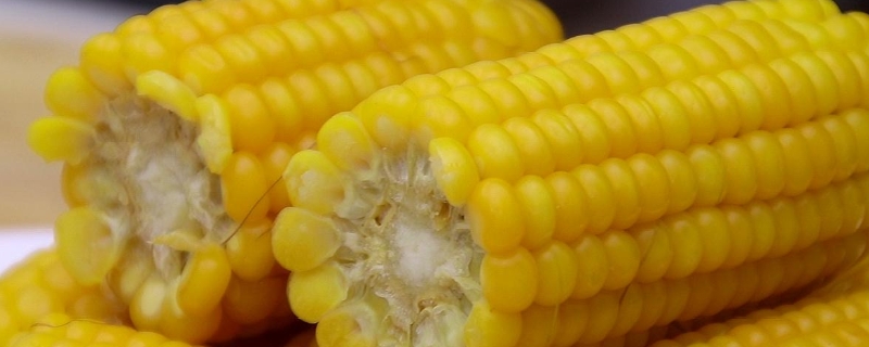 彩甜糯1965玉米种子特点，注意防治地下害虫和丝黑穗病