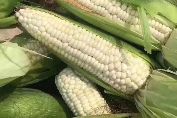 金穗106玉米种子介绍，适宜播期6月上中旬