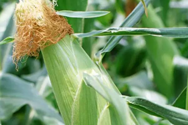 金穗96玉米品种的特性，注意防治丝黑穗病