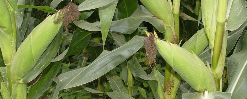 科丰5号玉米品种简介，注意防治丝黑穗病