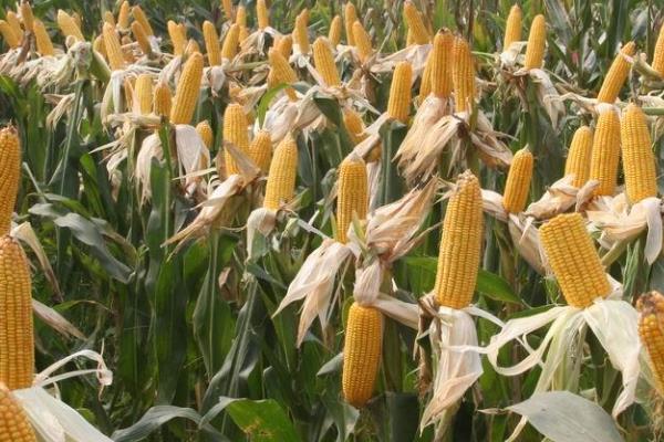 航天358玉米品种简介，注意防治矮花叶病