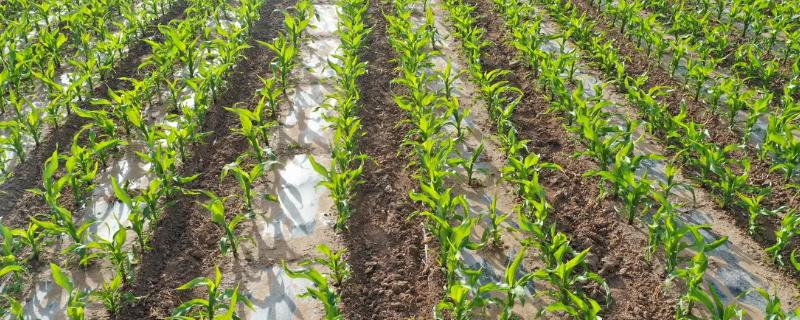 众德丰6号玉米种子特征特性，适宜播期4月下旬至5月上旬