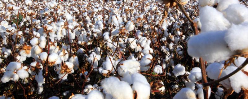 运B259棉花种子特征特性，转基因抗虫棉杂交品种