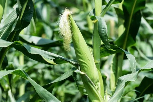 众德丰6号玉米种子特征特性，适宜播期4月下旬至5月上旬