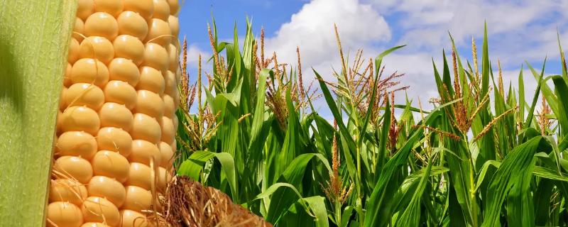 众德丰1号玉米品种的特性，适宜播期4月下旬至5月上旬