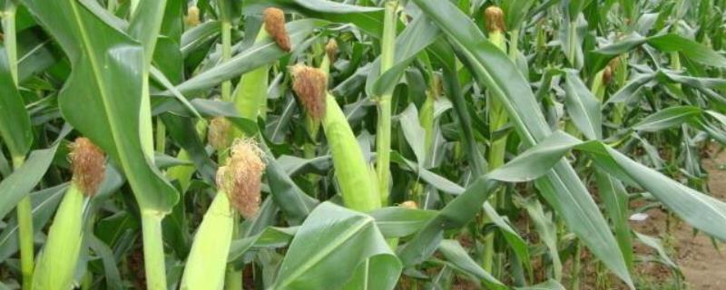 先达503玉米品种简介，栽培密度4500株/亩