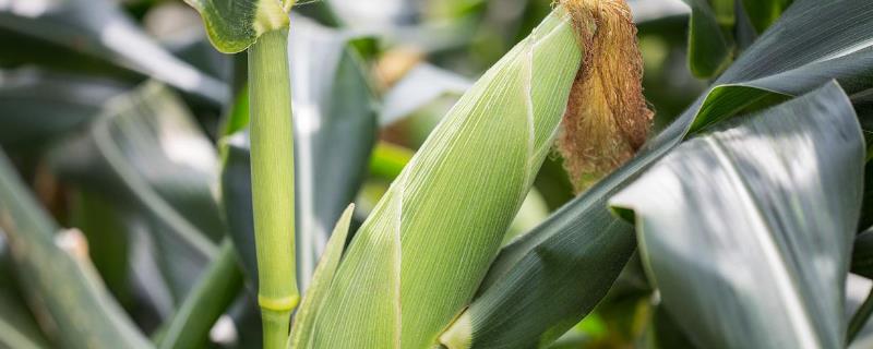锋玉7玉米种子特征特性，4月下旬至5月上旬播种