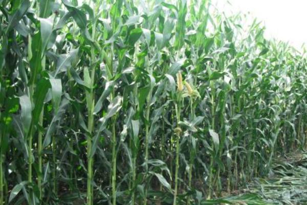先达503玉米种简介，栽培密度4500株/亩