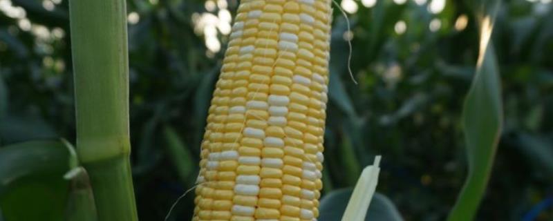 丰泽1618玉米品种简介，出苗至成熟119天