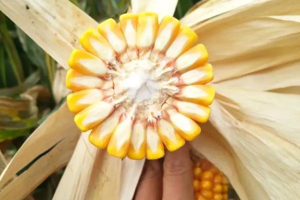 永优1573玉米种子特征特性，该品种为高淀粉玉米品种
