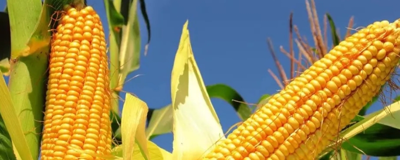 金创152玉米种子介绍，出苗至成熟118天