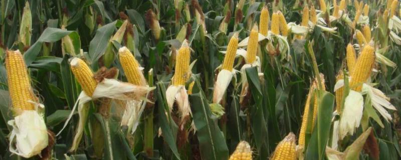 宏兴990玉米品种简介，栽培密度为4500株/亩