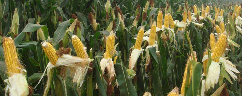 米多16玉米种子简介，应选择肥力较好的地块种植