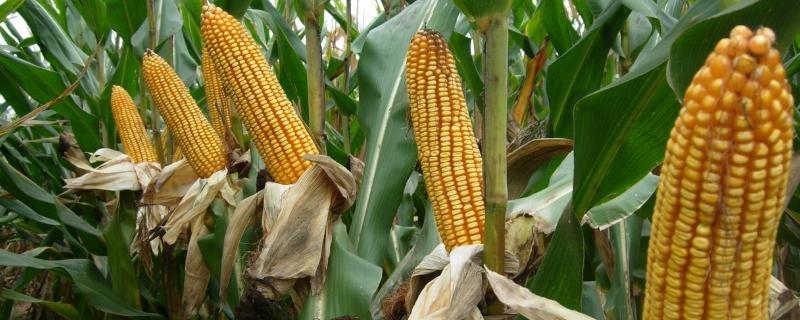 兴业3804玉米种子简介，适宜密度为3800株/亩左右