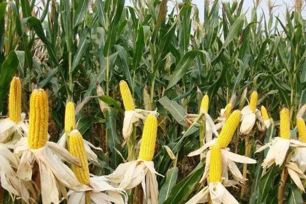 万育807玉米种子特点，品种株型半紧凑