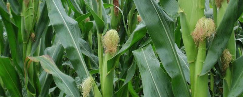 美乐459玉米品种的特性，辽宁省春播生育期128天