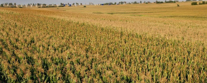 玺禾168玉米品种的特性，适宜密度为3800株/亩左右