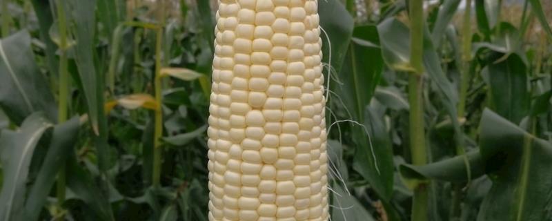 坤瑞618玉米种子特点，品种株型紧凑