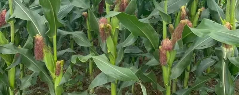 雨禾6号玉米品种简介，中抗茎腐病