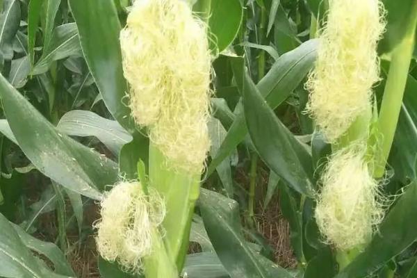 鑫玉950玉米种子特征特性，放赤眼蜂防治玉米螟虫