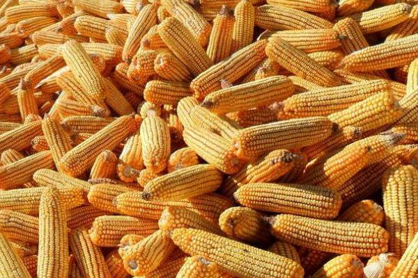 良玉DF100玉米种子特征特性，中抗大斑病