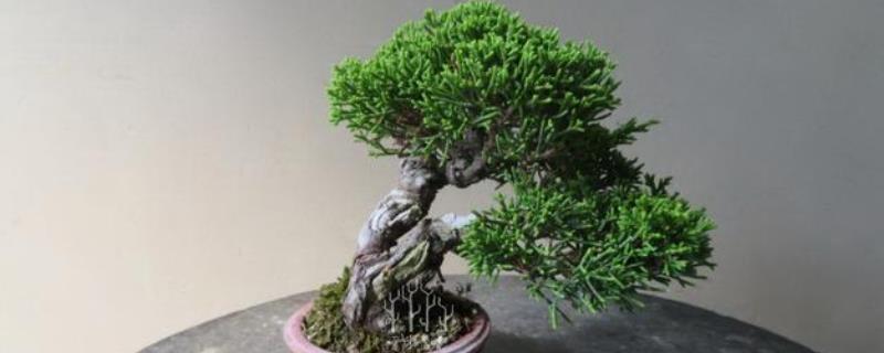 养殖针柏树盆景的方法，需根据当前季节调整浇水频率