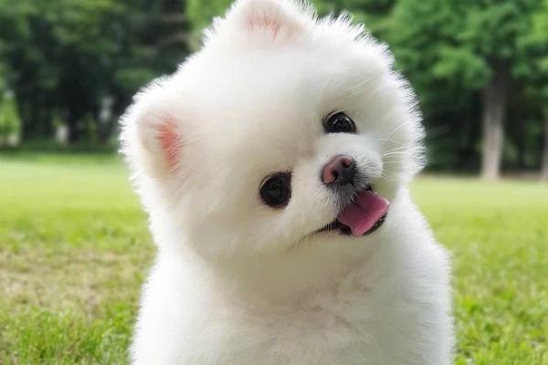 狗狗一天喂几次好，成年狗一般一天喂2-3次