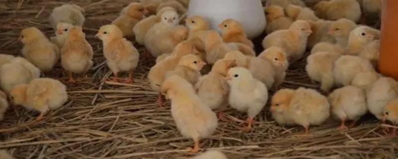 如何喂养小鸡才能快速生长，5周龄之前要增加饲喂次数