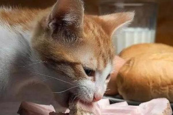 春天猫咪食欲下降怎么解决，可以尝试着调整饮食结构