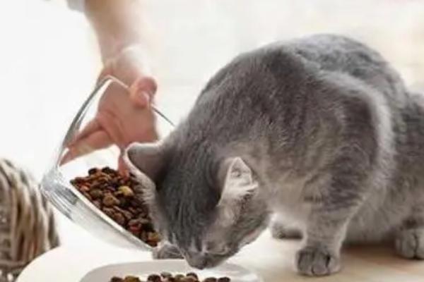 春天猫咪食欲下降怎么解决，可以尝试着调整饮食结构