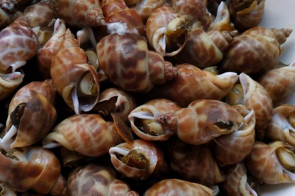 黄螺的产地，主要产自于东南沿海